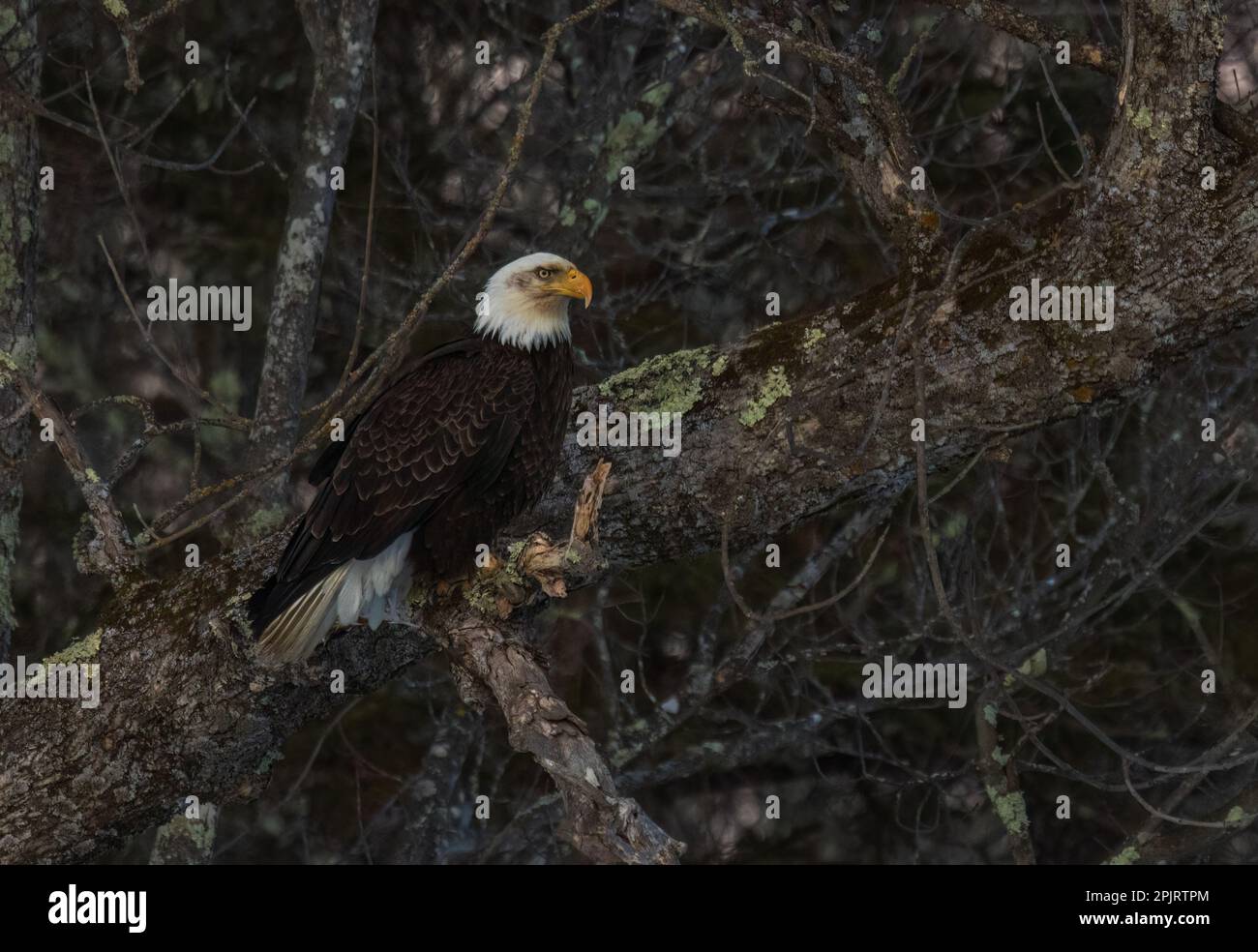 Bald eagle in northern Wisconsin Stock Photo Alamy