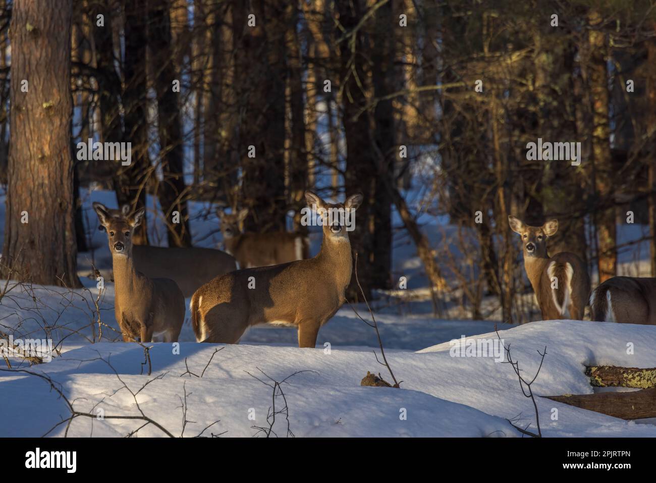 White-tailed deer in northern Wisconsin. Stock Photo