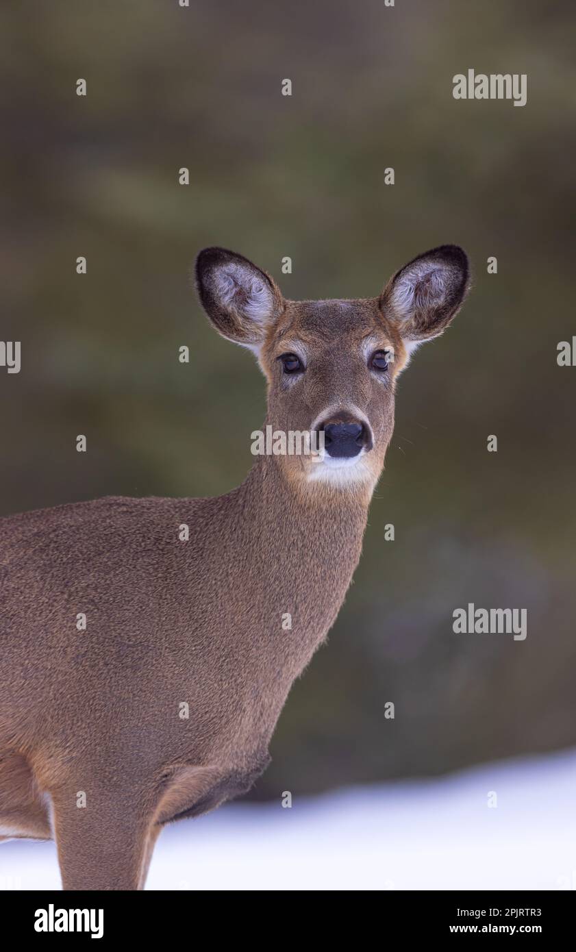 Portrait of a white-tailed doe in northern Wisconsin. Stock Photo