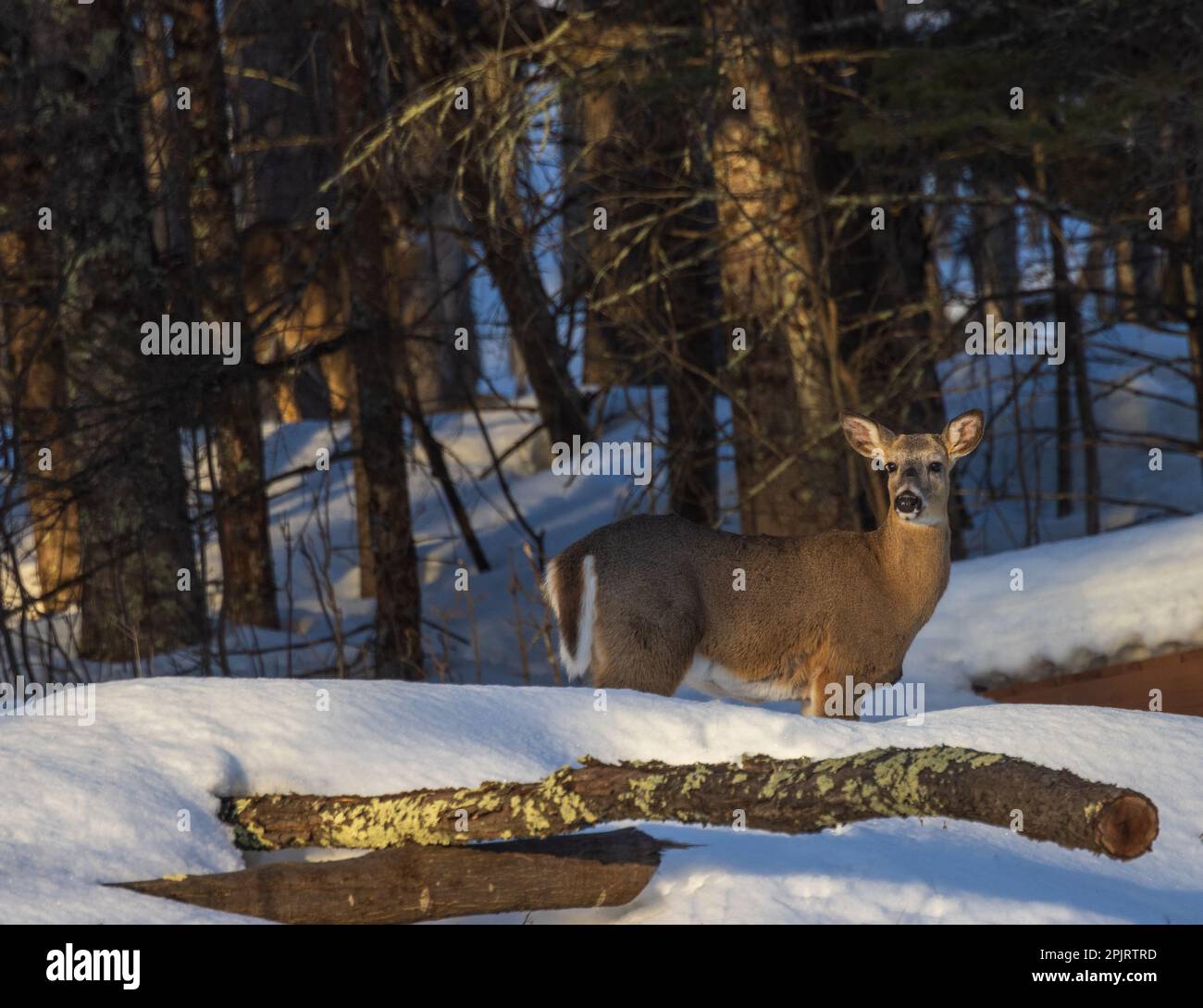 White-tailed buck in northern Wisconsin. Stock Photo