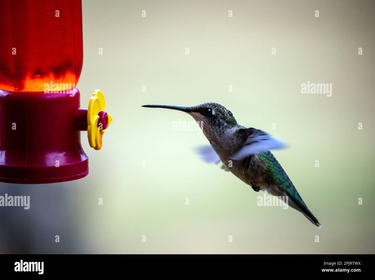 This beautiful green hummngbird is hovering at the nectar feeder with rapidly flapping wings in full motion. Bokeh. Stock Photo