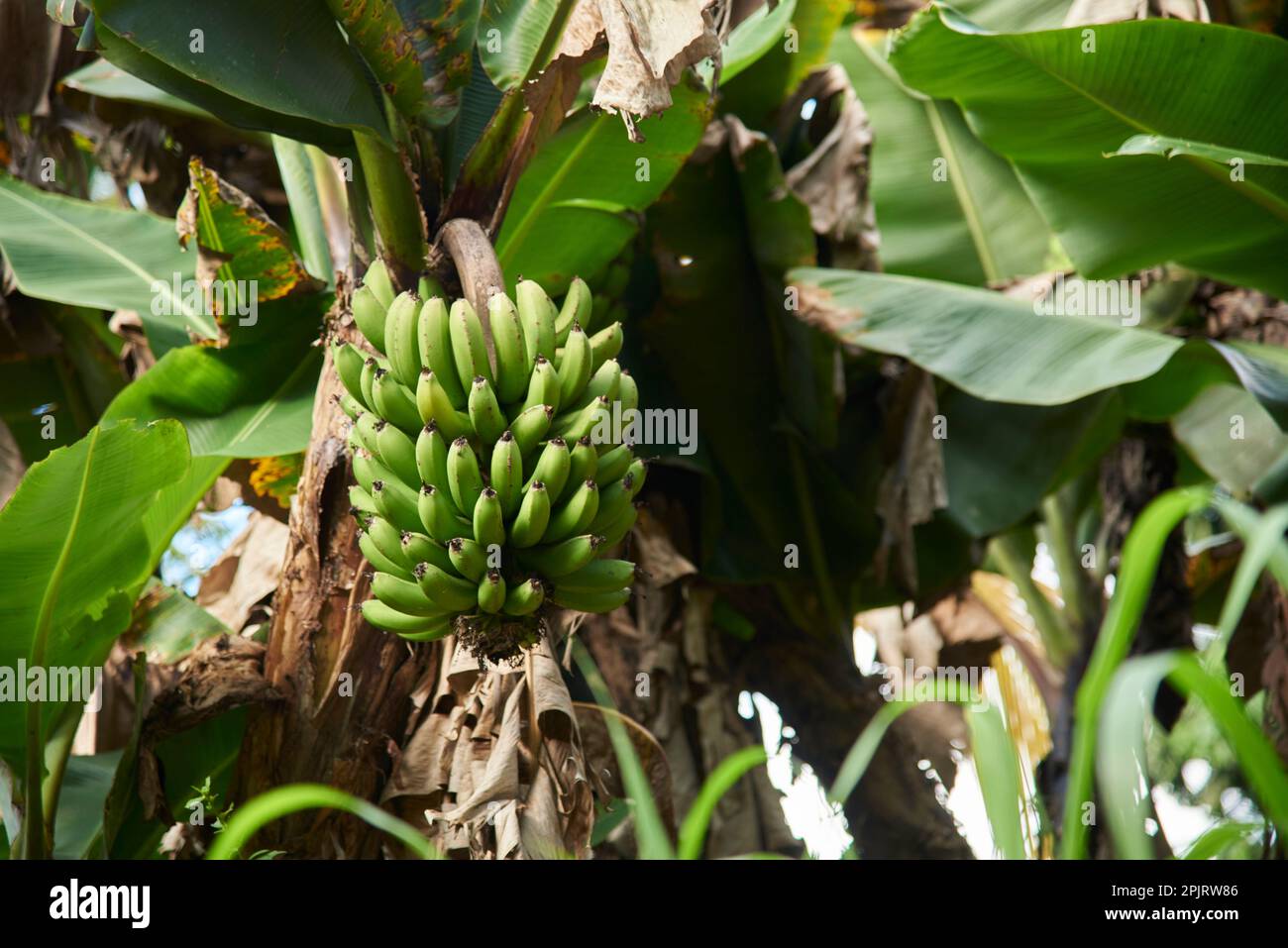 Bunch of green, unripe, bananas hanging from the palm tree, a staple crop in the cuisine of many tropical countries. Stock Photo