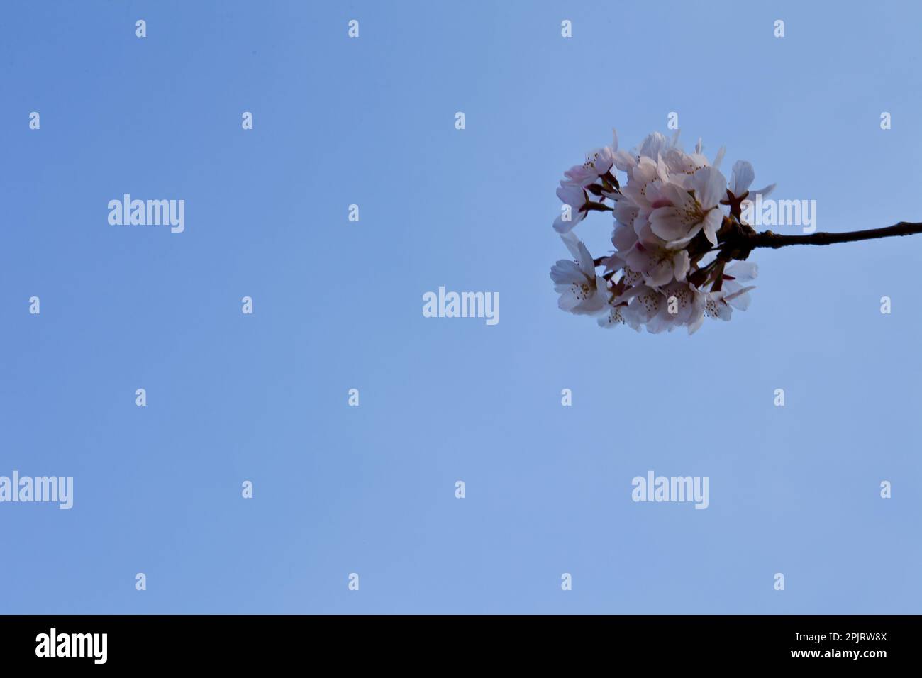 the blue sky and cherry blossoms Stock Photo - Alamy