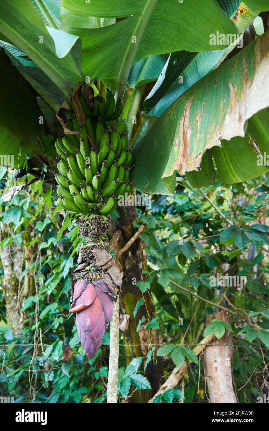 Bunch of green, unripe, bananas hanging from the palm tree with the flower at the end of the cluster. Stock Photo