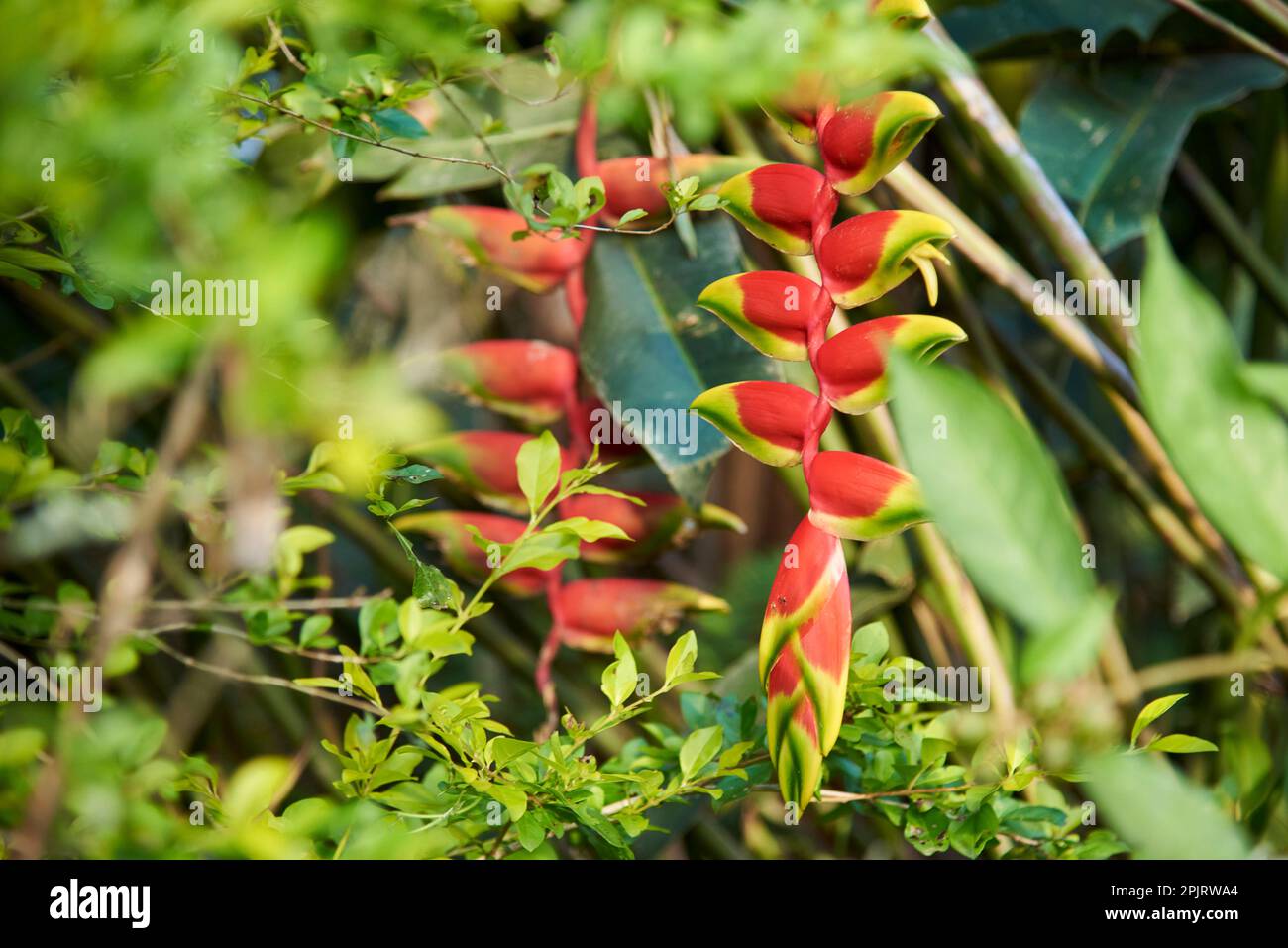 Flower of Heliconia rostrata, known as hanging lobster claw or false bird of paradise, a beautiful tropical perennial plant cultivated for ornamental Stock Photo