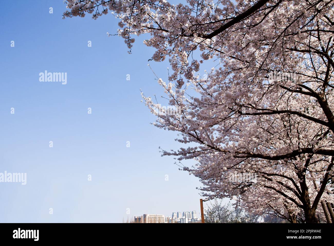 the blue sky and cherry blossoms Stock Photo - Alamy