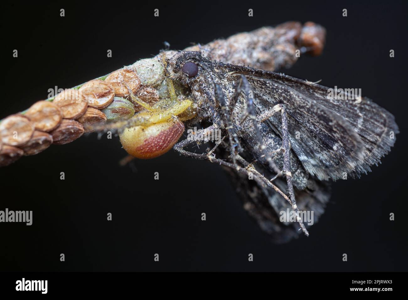 Crab spider caught a brown moth for food Stock Photo - Alamy