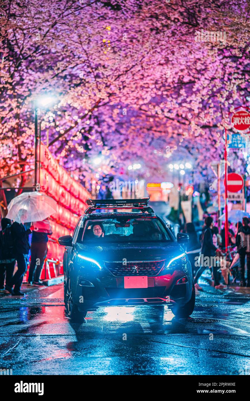 Shibuya Sakuragaoka Sakura Matsuri, Sakura Street - Shibuya, Sakuragaokacho, Shibuya City, Tokyo Stock Photo