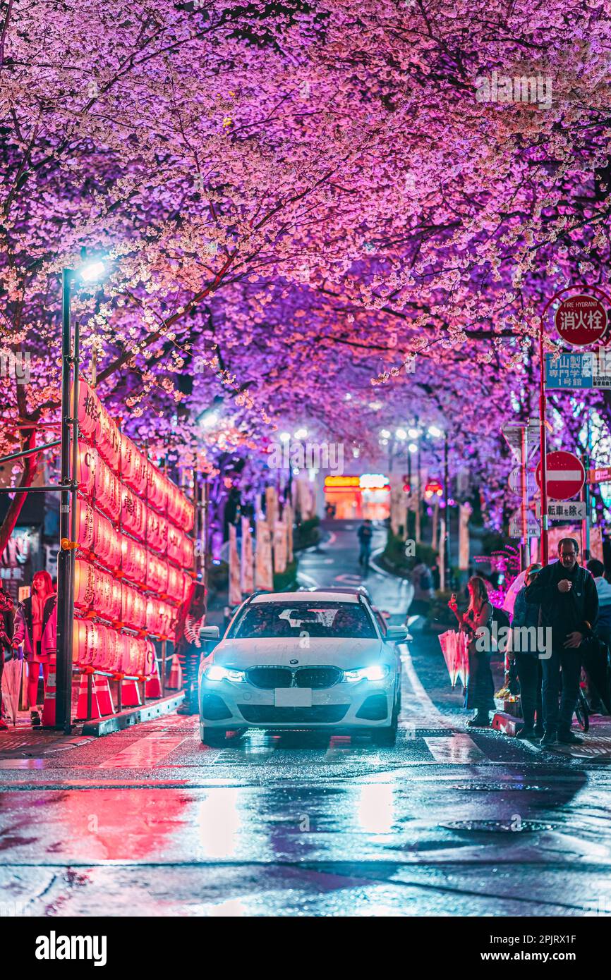 Shibuya Sakuragaoka Sakura Matsuri, Sakura Street - Shibuya, Sakuragaokacho, Shibuya City, Tokyo Stock Photo