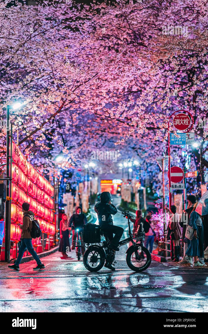 Shibuya Sakuragaoka Sakura Matsuri, Sakura Street - Shibuya, Sakuragaokacho, Shibuya City, Tokyo Stock Photo