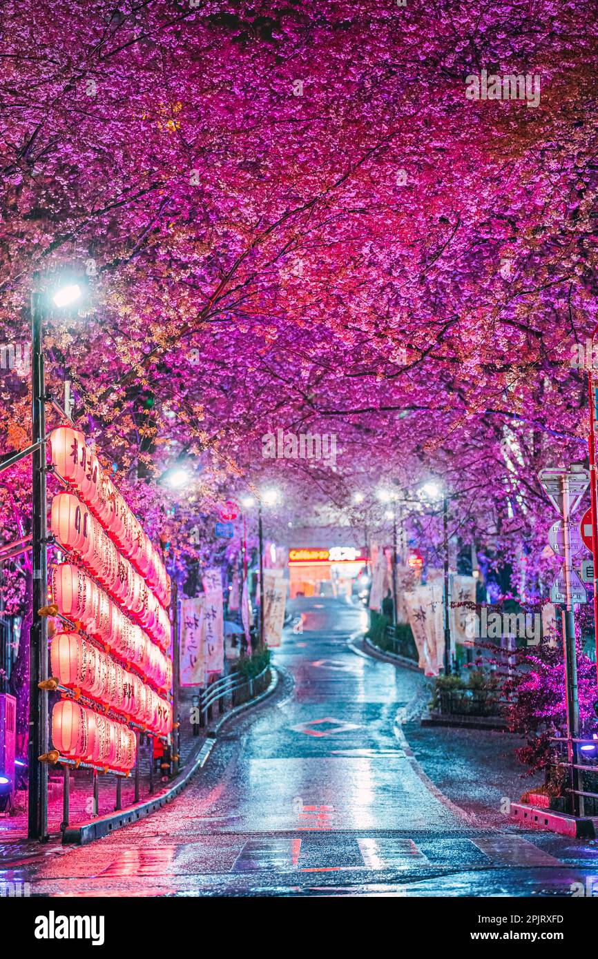 Shibuya Sakuragaoka Sakura Matsuri, Sakura Street - Shibuya, Sakuragaokacho, Shibuya City, Tokyo Stock Photo