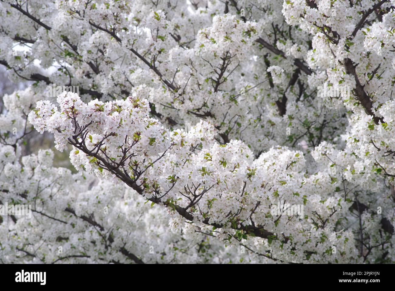 White Cherry Blossoms in Bloom Stock Photo