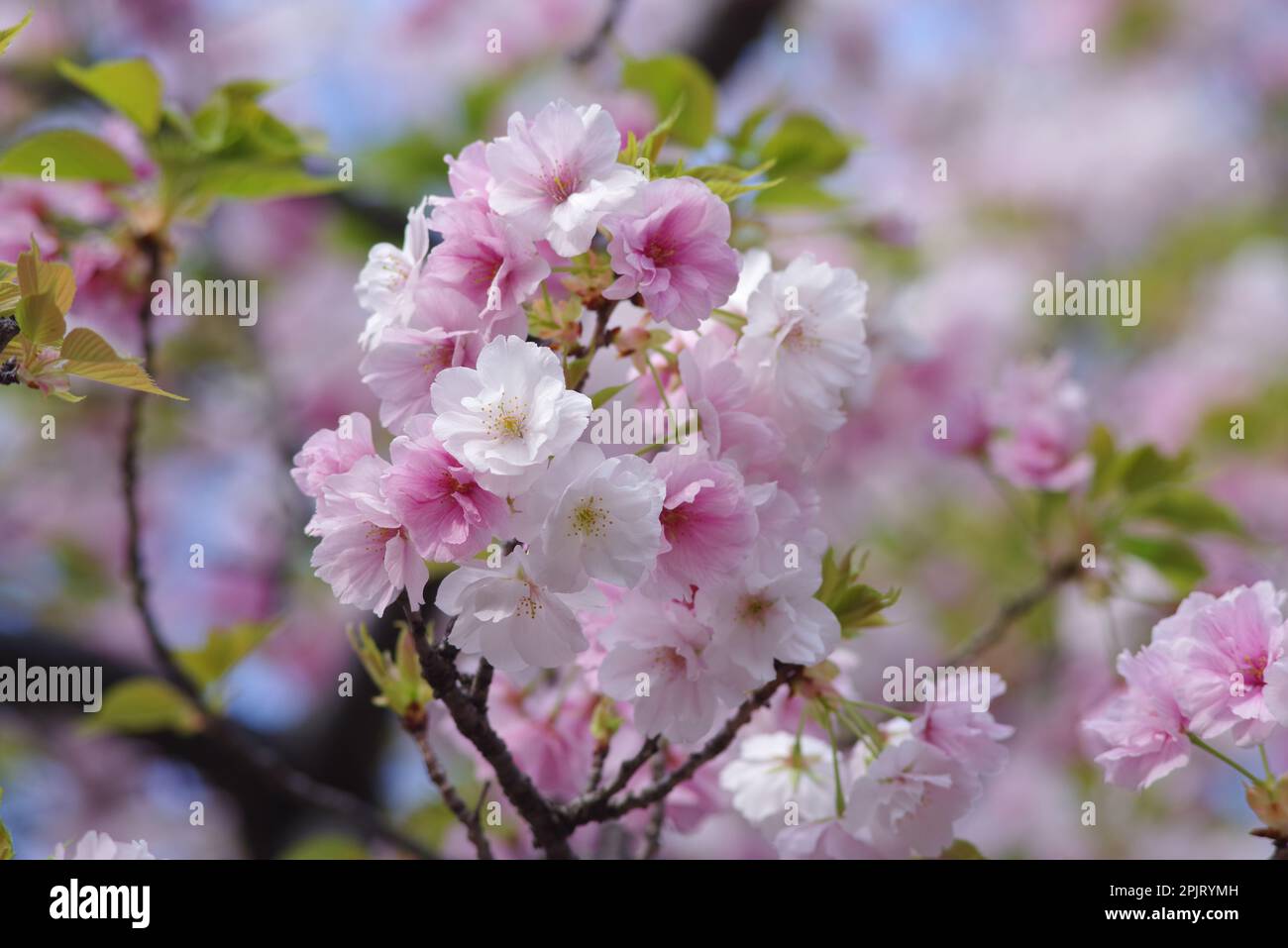 Cherry Blossoms in Bloom Stock Photo
