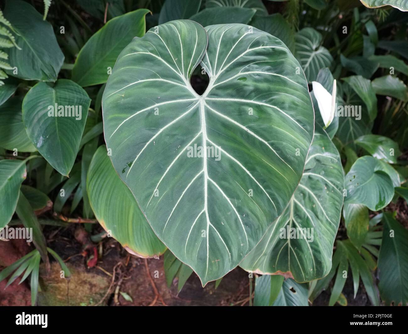 Beautiful white vein leaf of Philodendron Gloriosum, a popular exotic  houseplant Stock Photo - Alamy