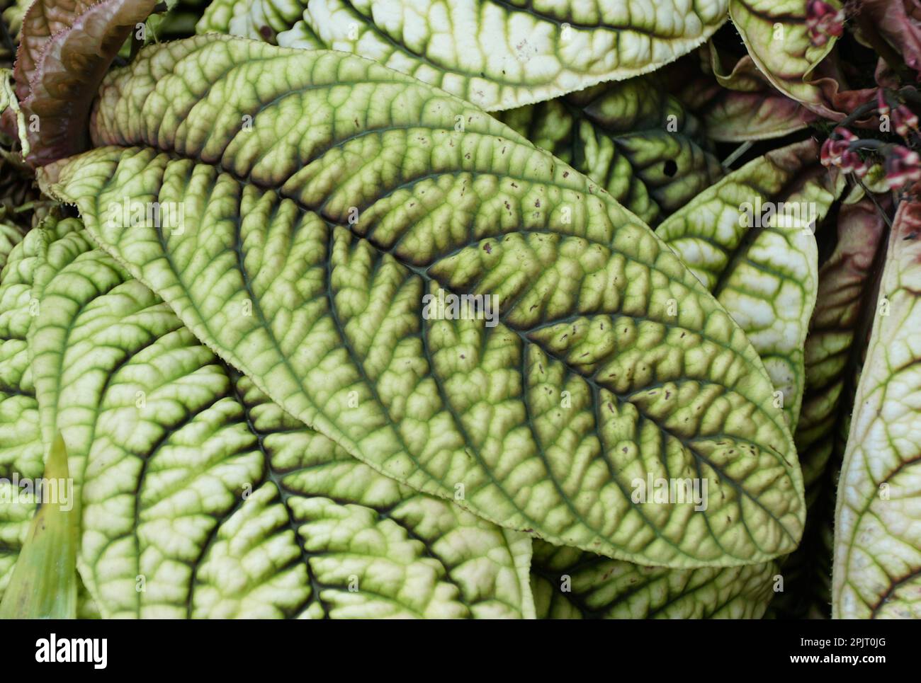 Close up of a corrugated leaf of Ardisia, a tropical terrarium plant Stock Photo