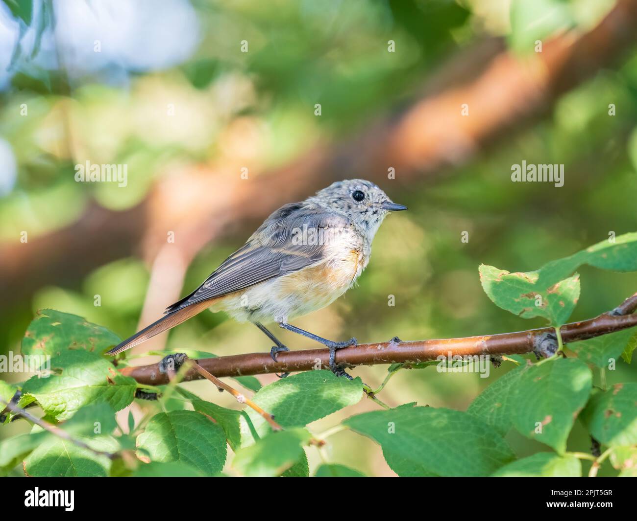 The common redstart, Phoenicurus phoenicurus, young bird, is photographed in close-up sitting on a branch against a blurred background. Soft evening l Stock Photo