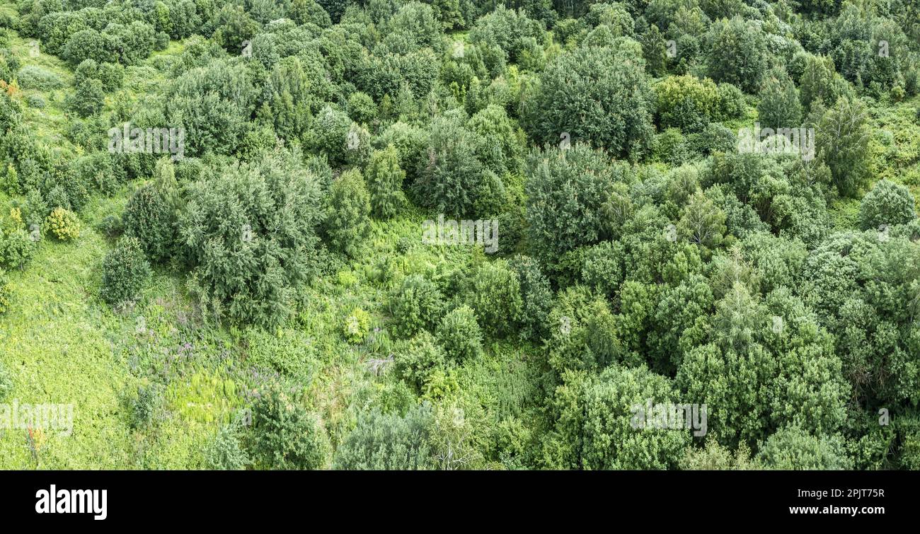 aerial panoramic view of green forest landscape in summer sunny day ...