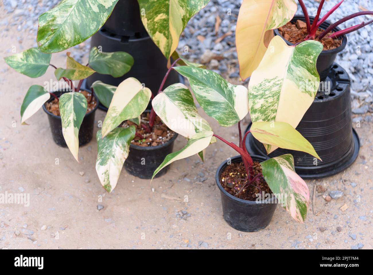 philodendron galaxy Philodendron Orange Princess Marble Galaxy 3” main image 1