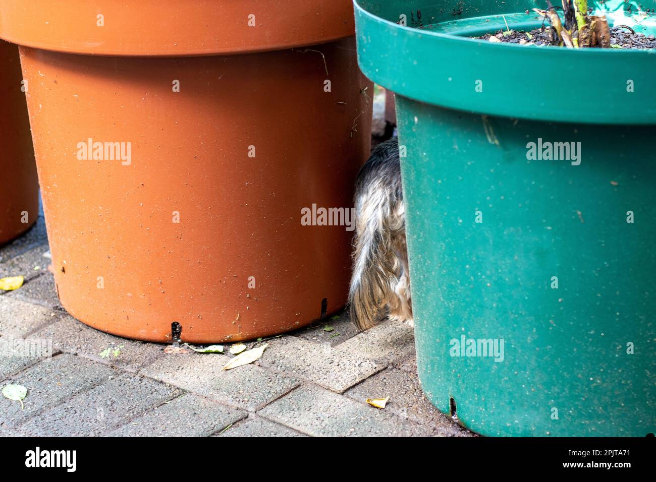 A small dog's tail sticks out from its hiding place between two pot
