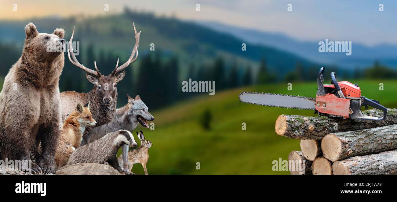 Bear, deer, fox, wolf, badger and hare in the middle of a felled forest and a bunch of trees with a chainsaw. Wildlife scene Stock Photo