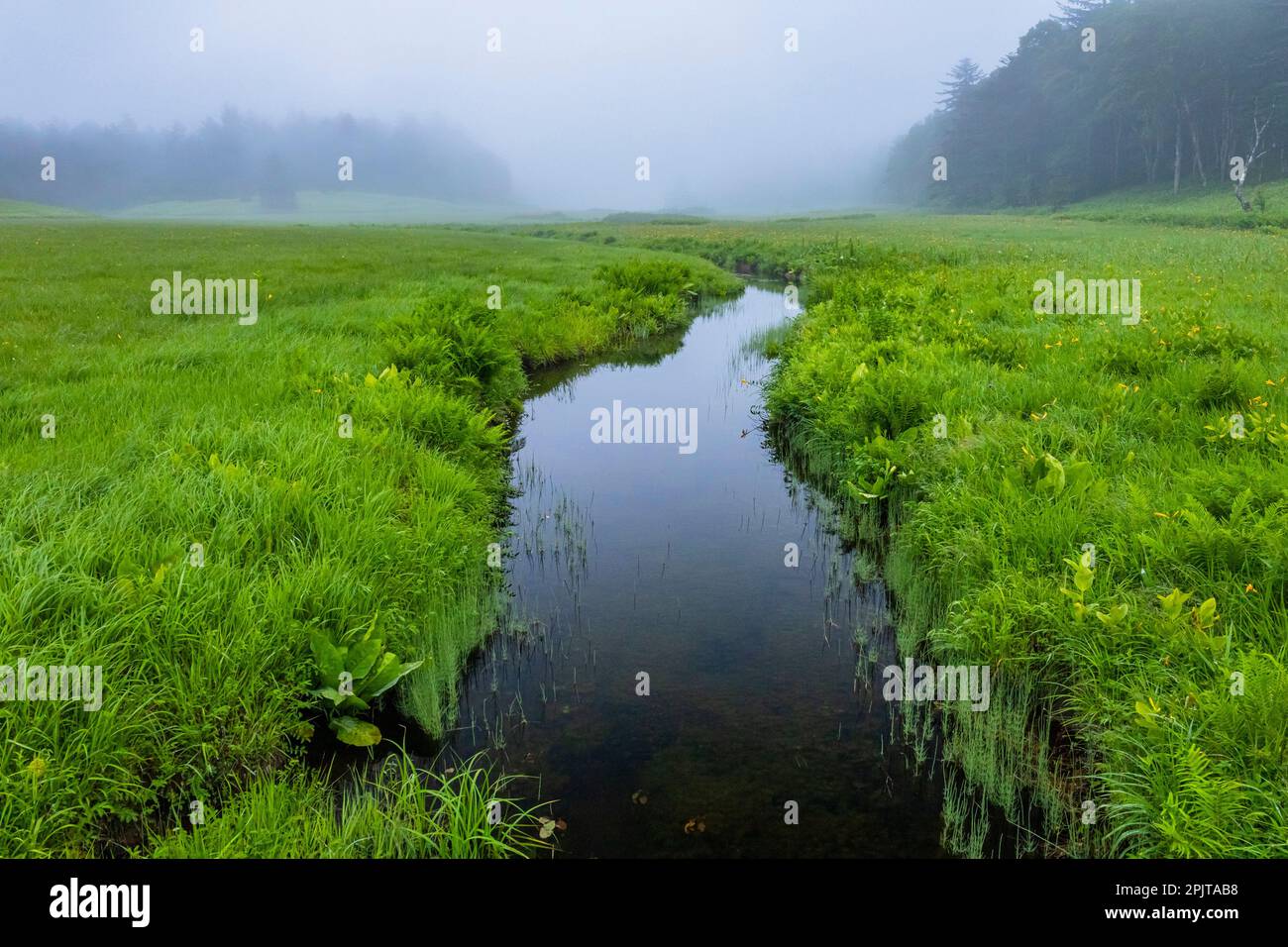 Evening marshes, Ozegahara marshlands, Oze national park, Hinoematamura(Hinoemata village), Fukushima, Japan, East Asia, Asia Stock Photo