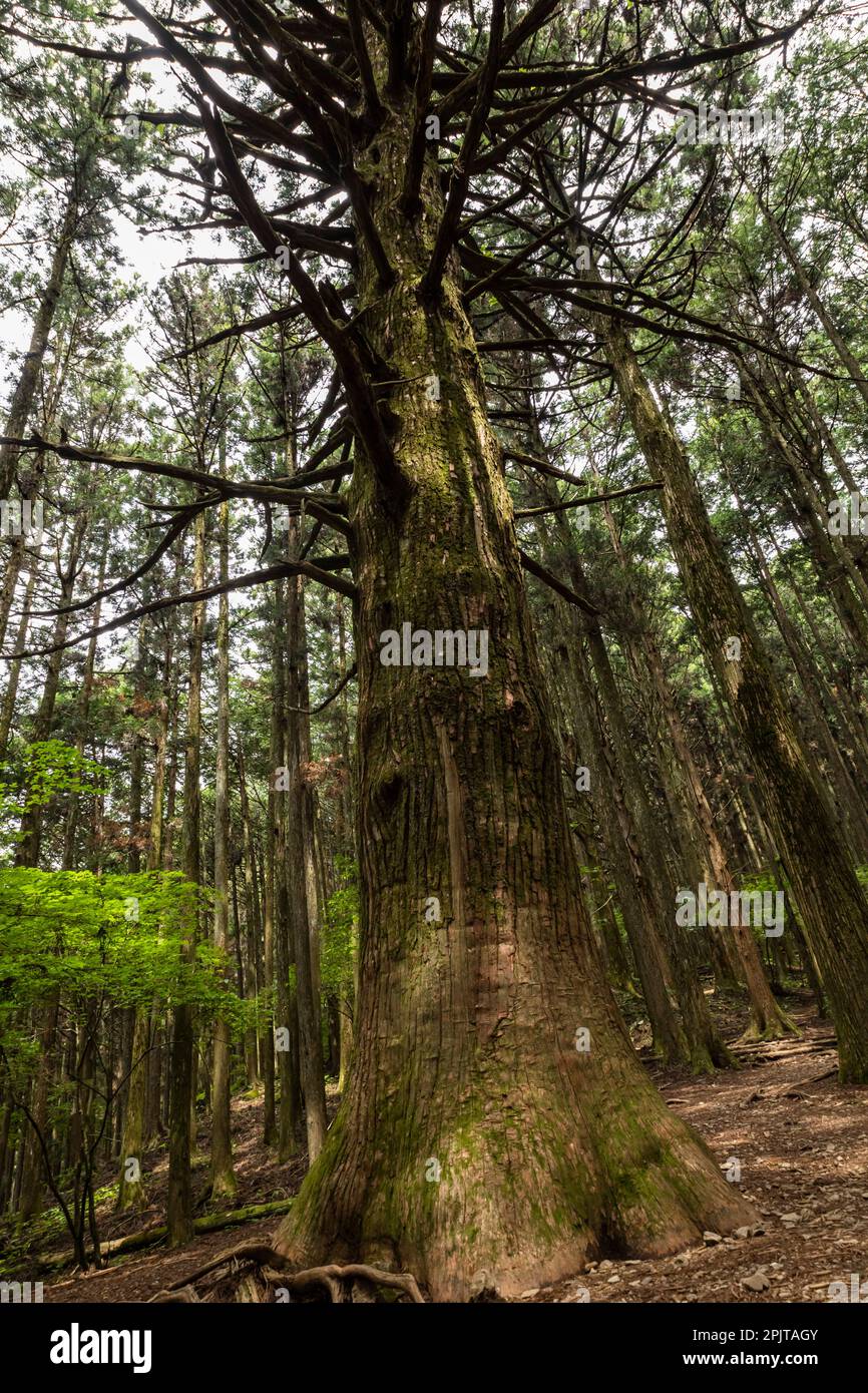 Giant cedar tree, forest of holy Mt. Buko, old cedars, Okumusashi