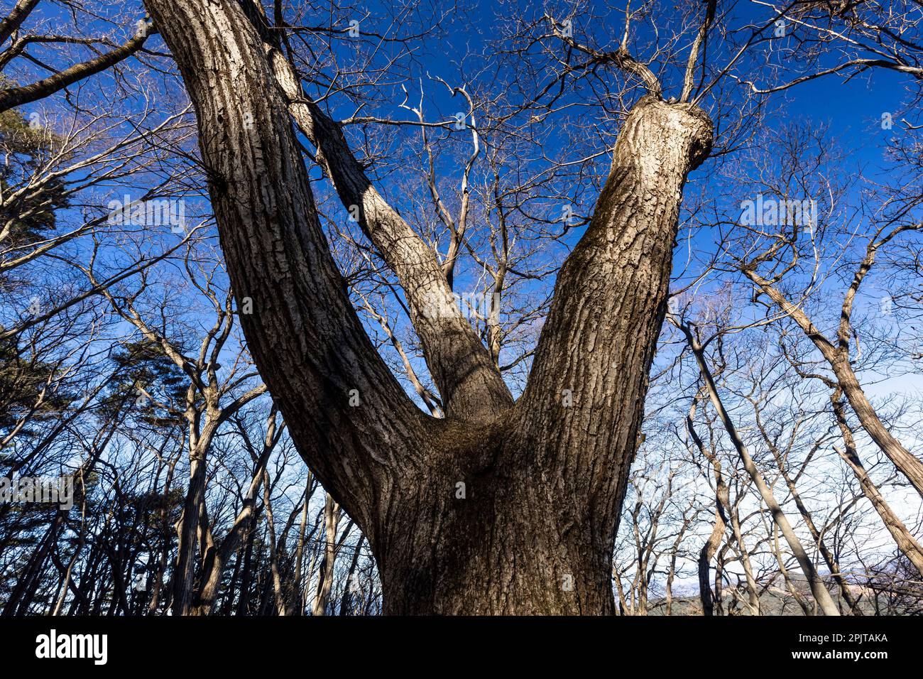 Big wild oak trees, winter, Mt. Bounoore, Okutama & Okumusashi