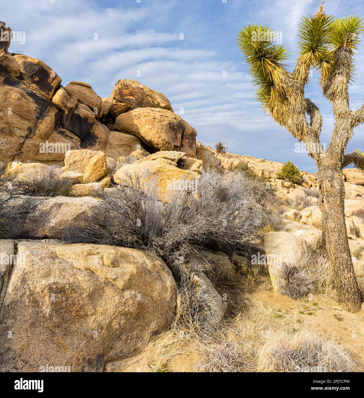 Joshua Trees (Yucca brevifolia) and Monzogranite Rock Formations on The Wall Street Mill Trail, Joshua Tree National Park, California, USA Stock Photo