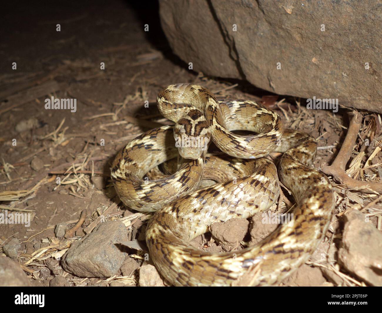 Common cat snake (Boiga trigonata), satara maharashtra india Stock