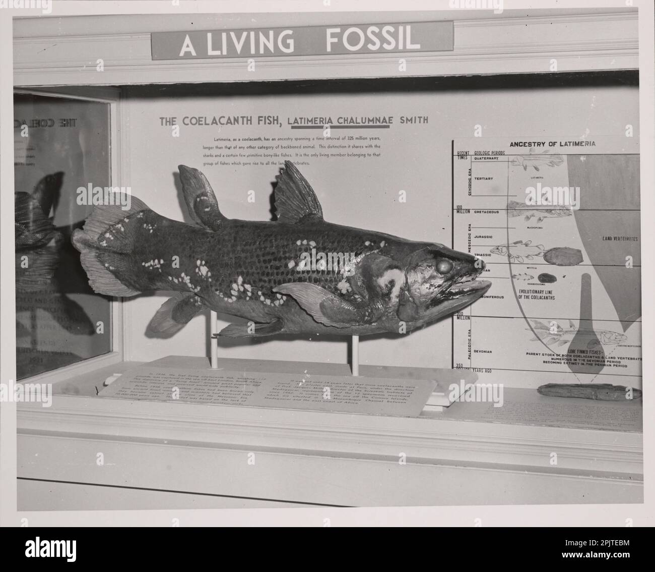 Male Coelacanth Fish living fossil display, Museum of Natural History, Washington, DC, USA Stock Photo