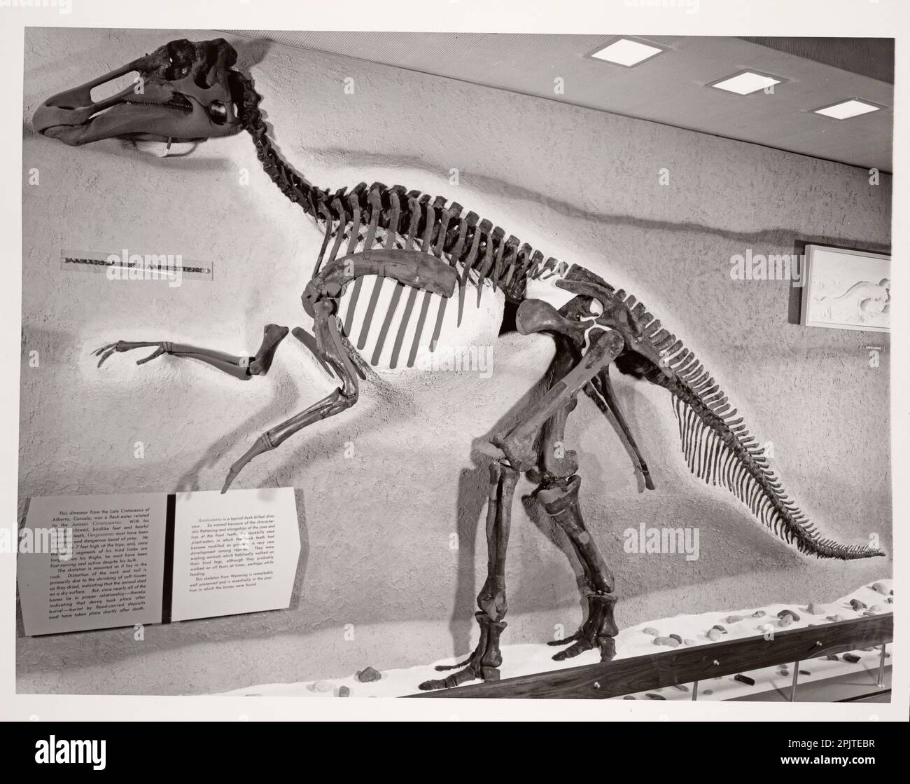 Skeleton of Anatosaurus annectens dinosaur, National Museum of Natural History, Washington, DC, USA Stock Photo