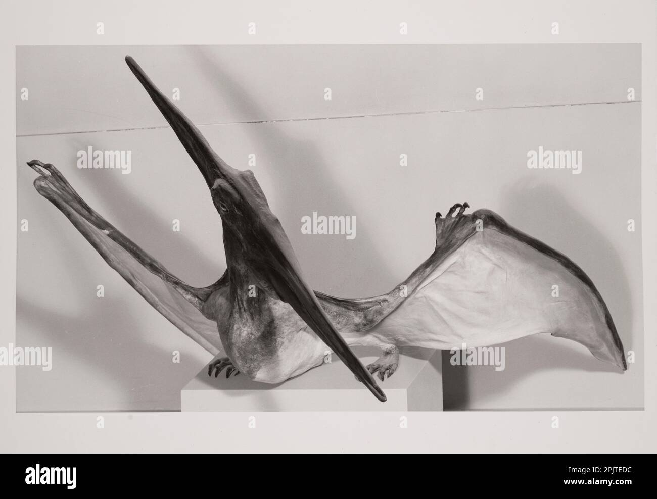 Model of Pteranodon ingens, a large crested pterosaur (flying reptile), National Museum of Natural History, Washington, DC, USA Stock Photo