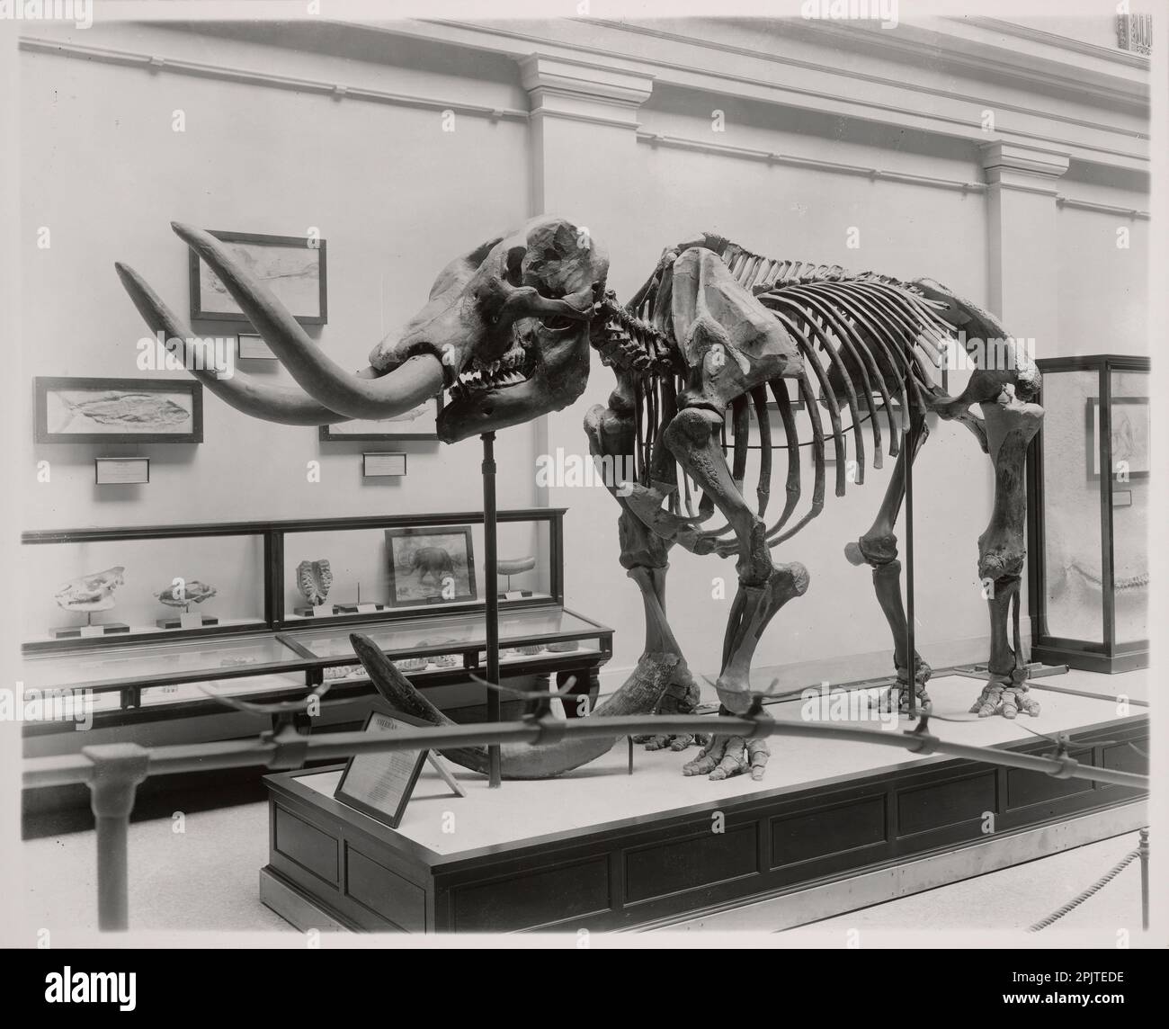 Black and white photograph of a Mastodon skeleton, Natural History Building, Washington DC, USA, c. 1915 Stock Photo