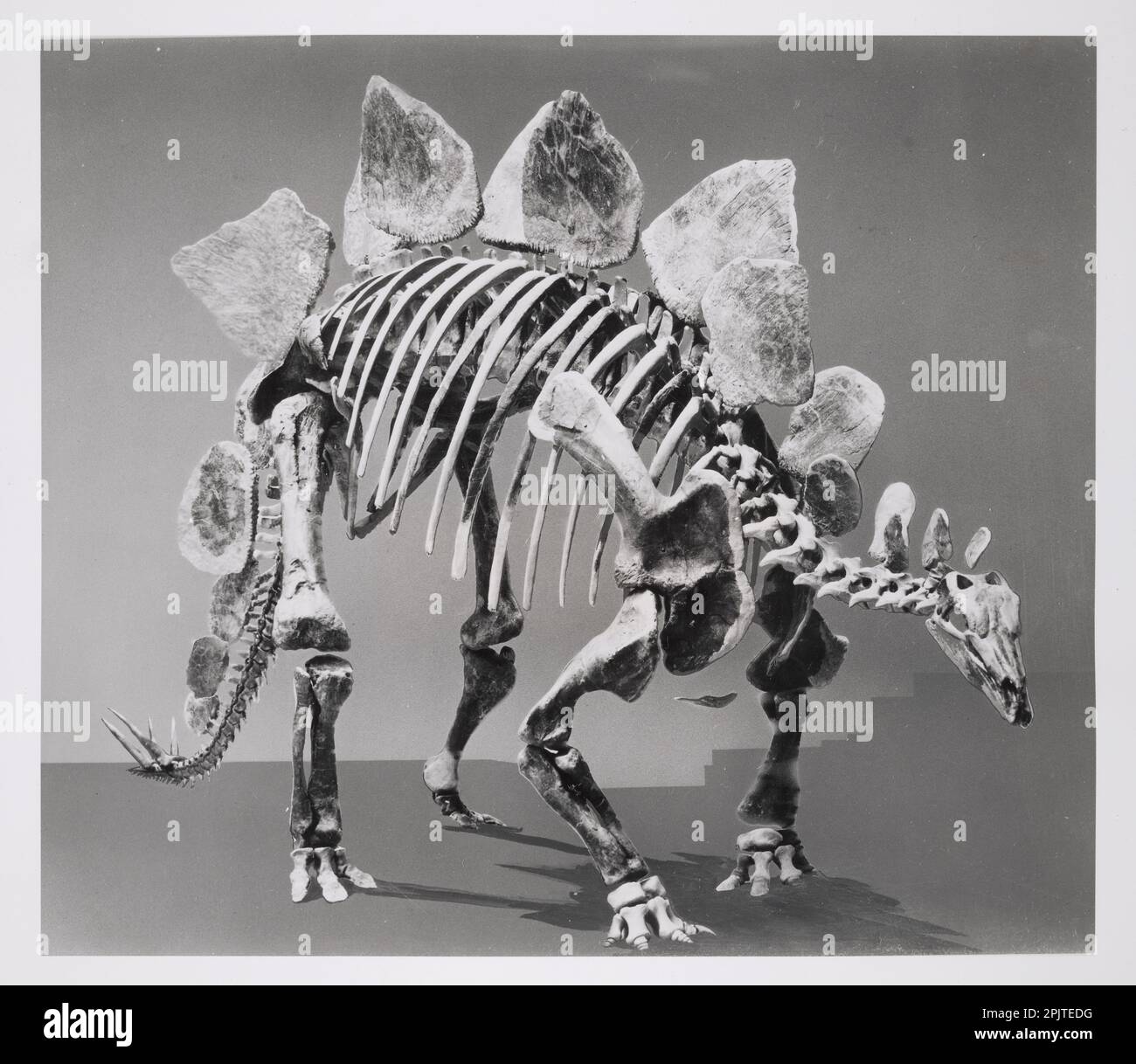 Black and white photograph of a Stegosaurus dinosaur skeleton, Natural History Building, Washington, DC, USA, c. 1915 Stock Photo