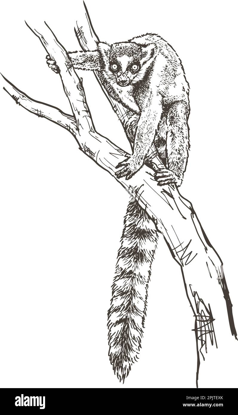 Ring-tailed lemur, hand drawn, vector illustration Stock Vector