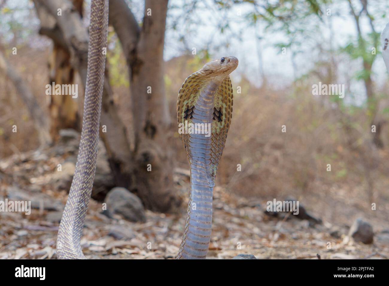 Indian spectacle cobra (naja naja), satara maharashtra india (1) Stock Photo