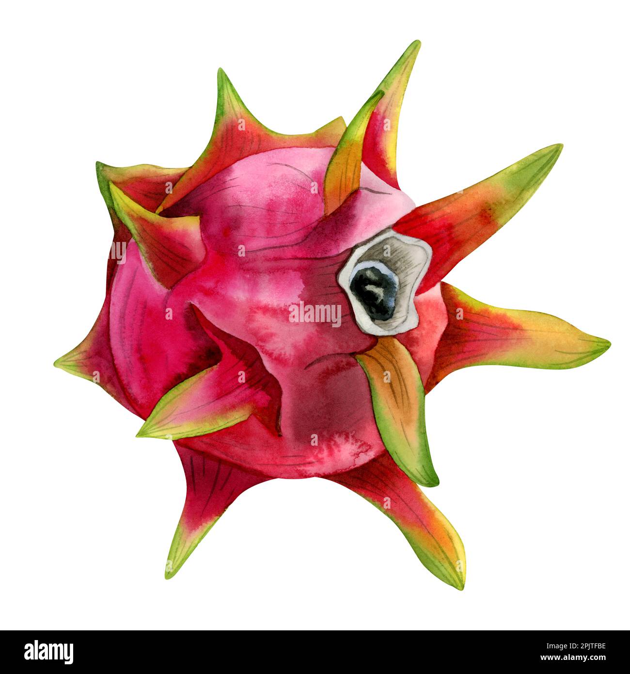 Watercolor dragon fruit pitahaya illustration in bright pink, yellow