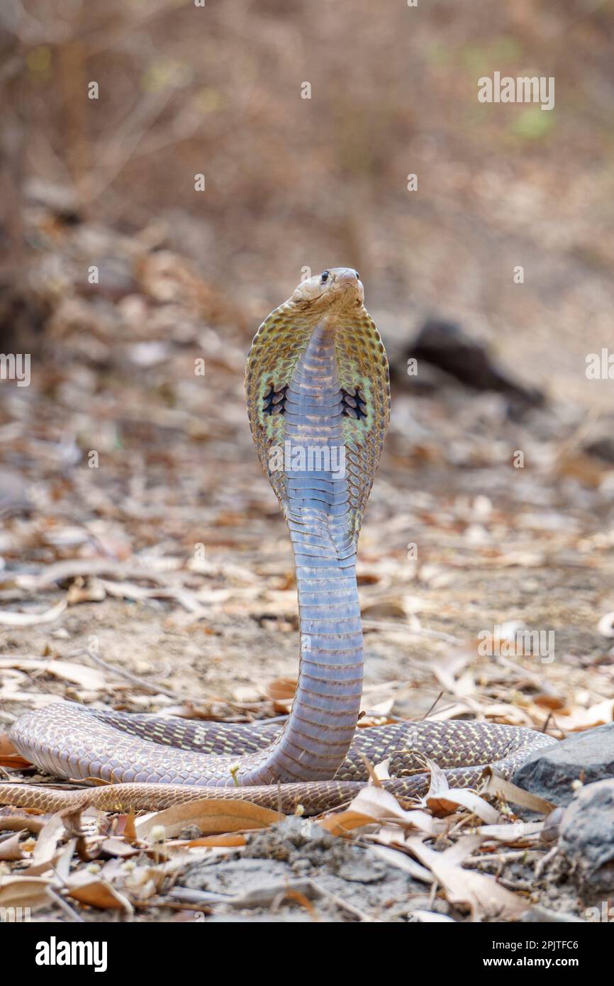 Indian spectacle cobra (naja naja), satara maharashtra india (1) Stock Photo