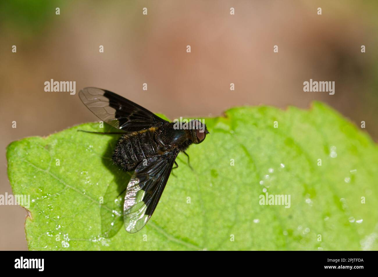 Bee-fly (Hemipenthes morio) Stock Photo
