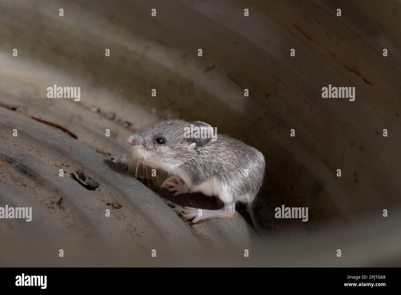 The house mouse (Mus musculusa) Few days old young house mouse. Stock Photo