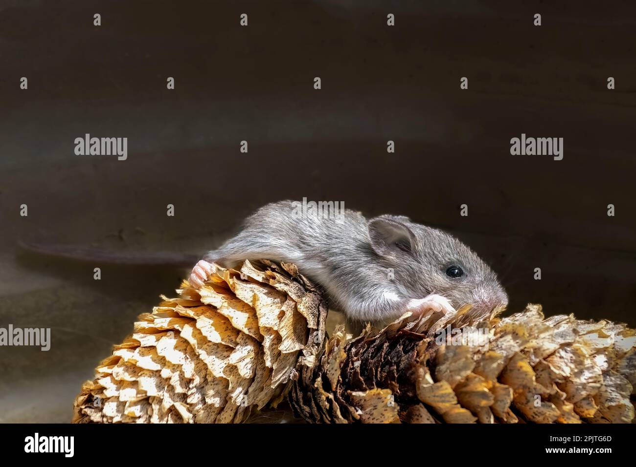 The house mouse (Mus musculusa) Few days old young house mouse. Stock Photo