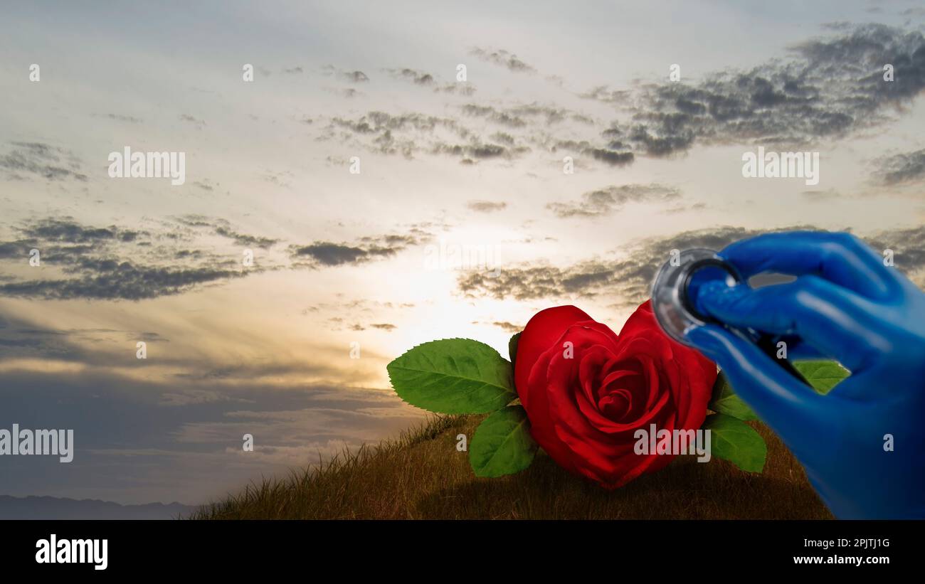 Rose with heart shape and stethoscope. World hypertension day concept Stock Photo