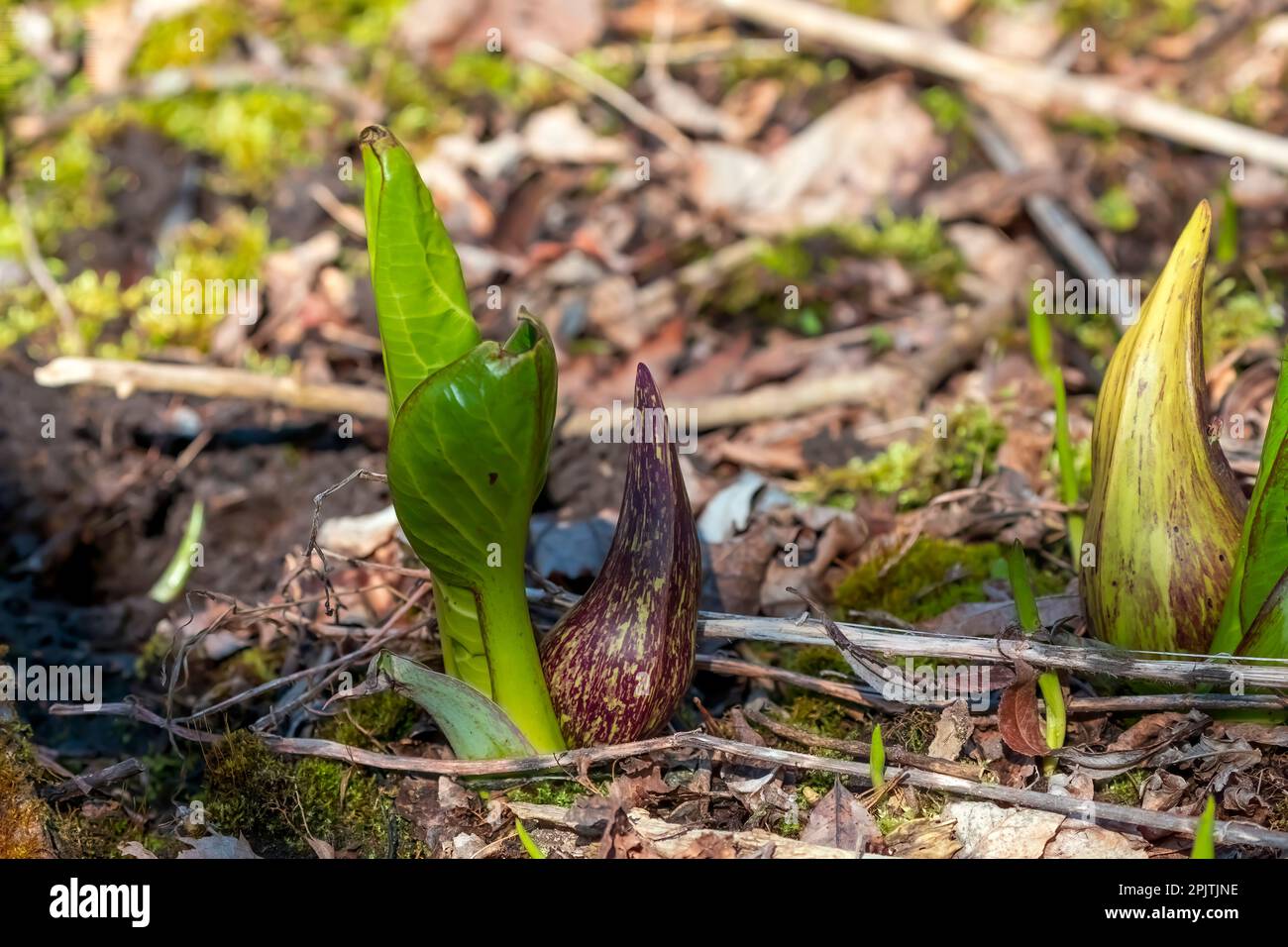 Eastern skunk cabbage (Symplocarpus foetidus) native plant of eastern