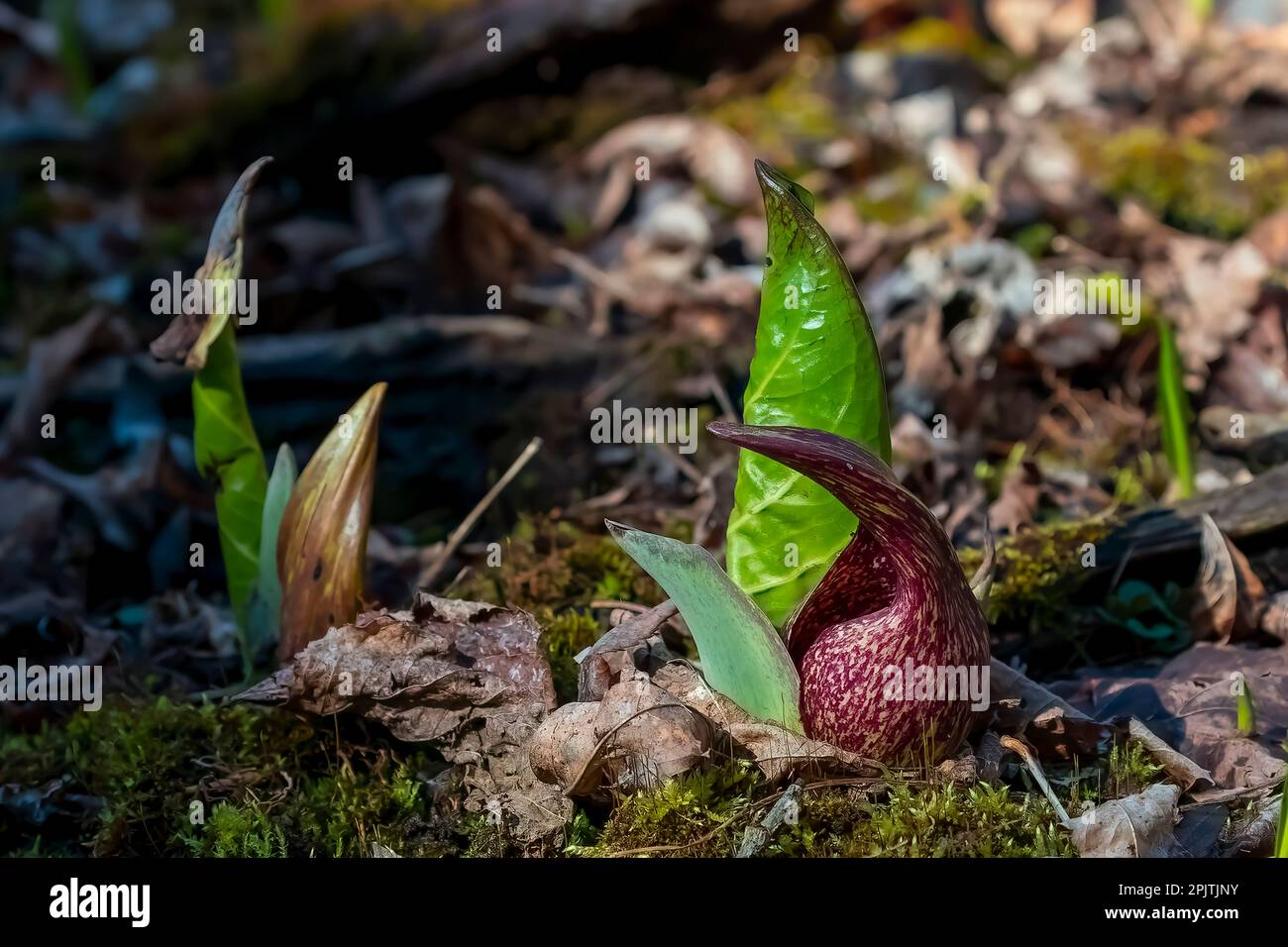 Eastern skunk cabbage (Symplocarpus foetidus) native plant of eastern