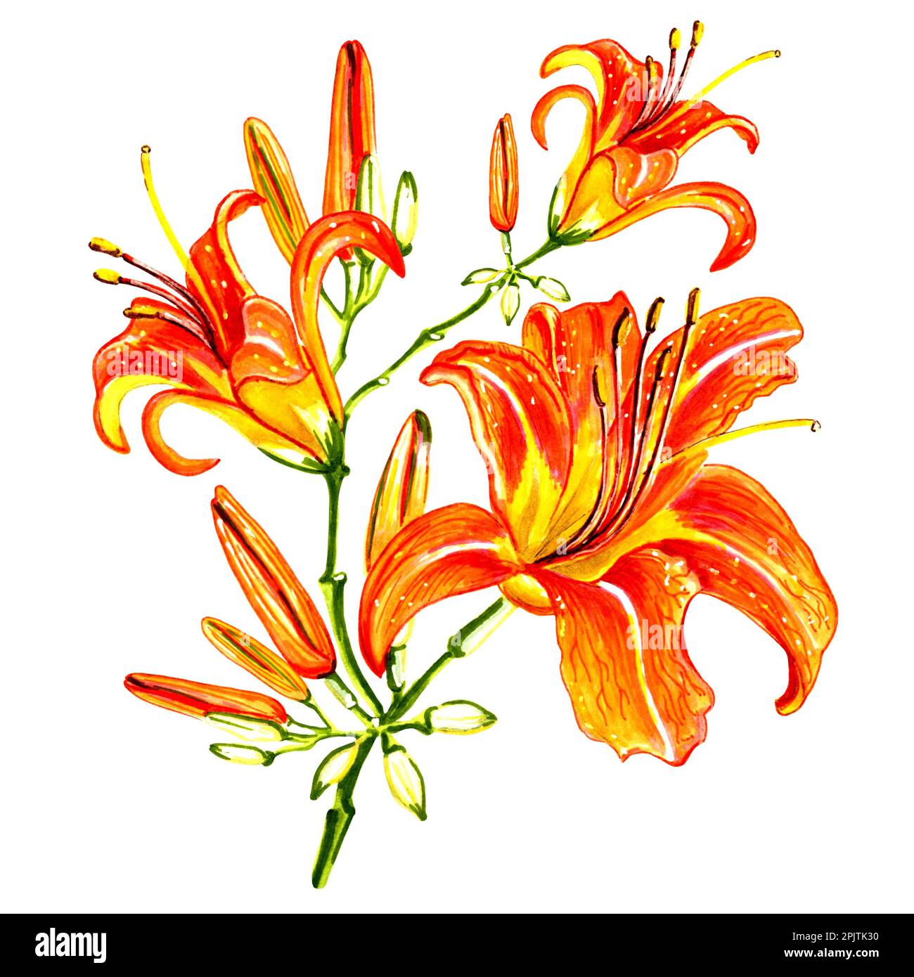 Bouquet of lilies flowers with buds on white background. JPEG floral