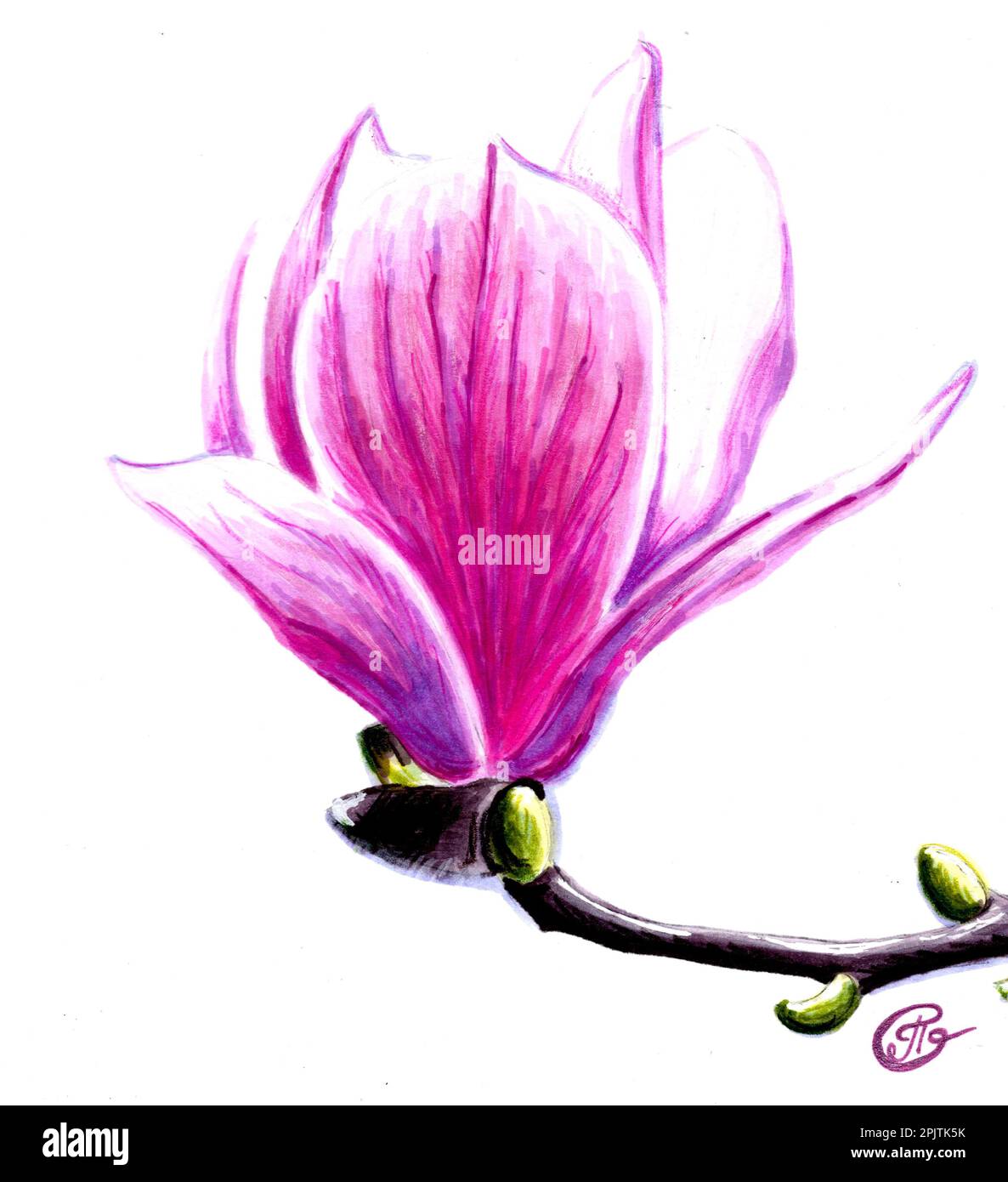 Drawing of a magnolia flower.  JPEG floral botanical illustration. Stock Photo