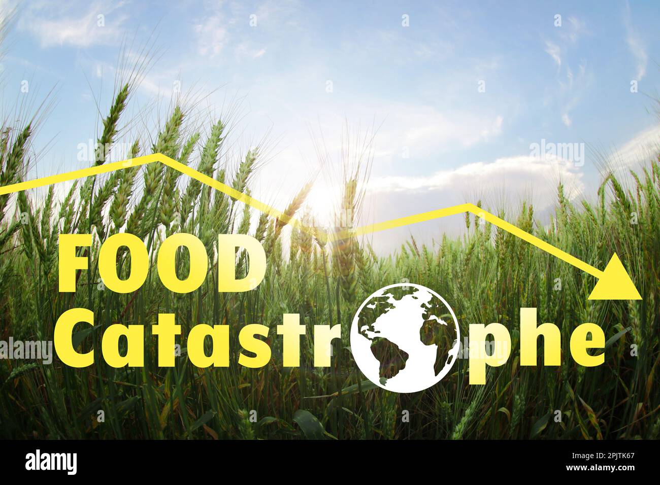 Food Catastrophe. Beautiful view of wheat field and decline graph Stock Photo