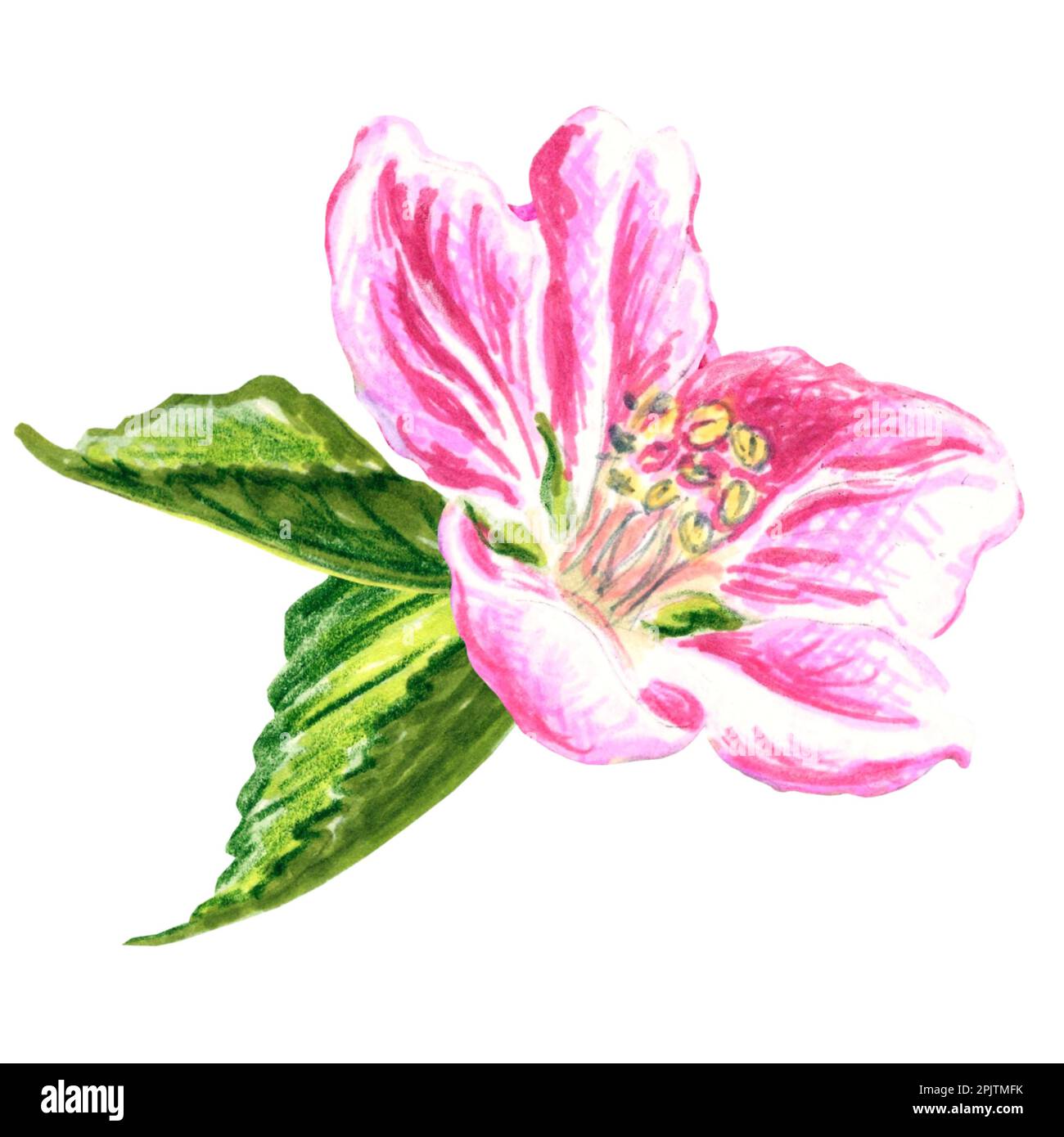 Flower of apple tree with leaves. JPEG floral botanical illustration