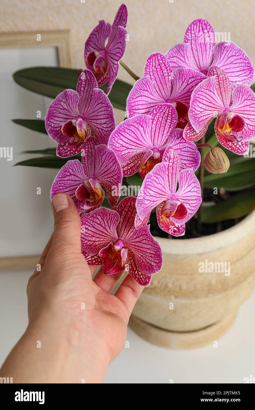 Woman with beautiful pink orchid flower at white table, closeup Stock Photo