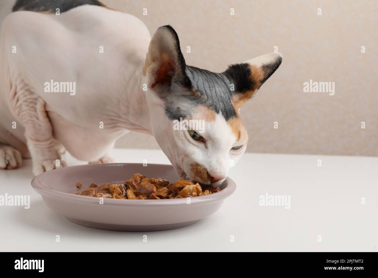 Cute Sphynx cat eating wet food from plate on white table, closeup